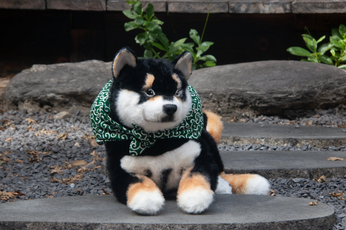 Black Shiba Inu Dog